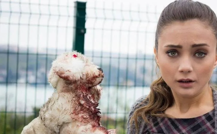 История одной любви (2013) через торрент скачать История одной любви (2013) сериал через торрент скачать