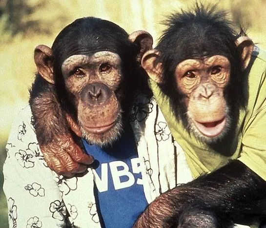 Король скейтборда (2001) через торрент скачать Король скейтборда (2001) фильм через торрент скачать