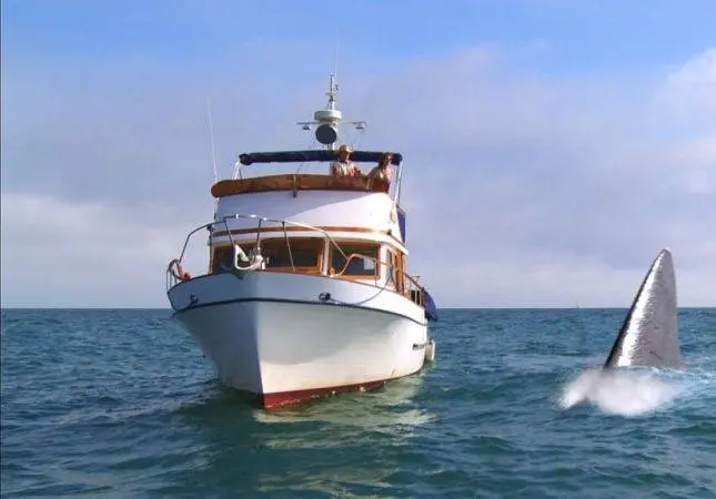 Супер-акула (2011) через торрент скачать Супер-акула (2011) фильм через торрент скачать