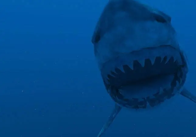 Супер-акула (2011) в хорошем качестве через торрент Супер-акула (2011) фильм в хорошем качестве через торрент