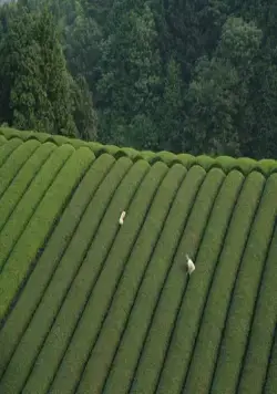 Траурный лес (2007) через торрент бесплатно Траурный лес (2007) фильм через торрент бесплатно