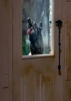 Бешенство (2019) через торрент бесплатно Бешенство (2019) фильм через торрент бесплатно