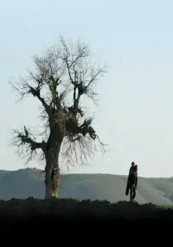 Двуногий конь (2008) через торрент скачать Двуногий конь (2008) фильм через торрент скачать