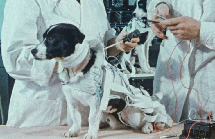 Космические собаки (2019) через торрент бесплатно Космические собаки (2019) фильм через торрент бесплатно