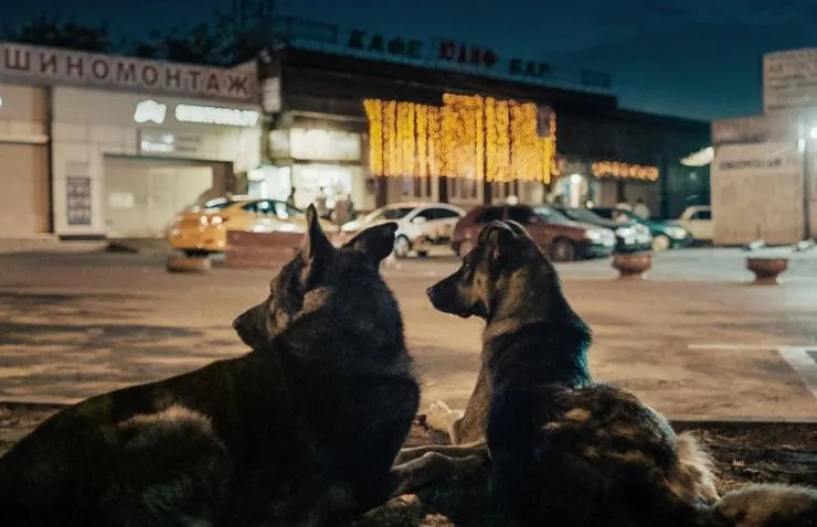 Космические собаки (2019) через торрент скачать Космические собаки (2019) фильм через торрент скачать