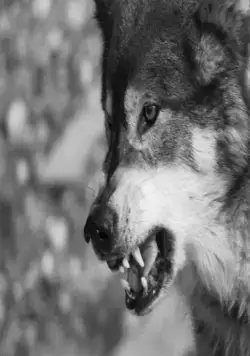 Город волков (2011) через торрент бесплатно Город волков (2011) фильм через торрент бесплатно