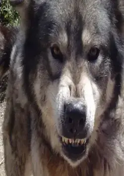 Город волков (2011) в хорошем качестве через торрент Город волков (2011) фильм в хорошем качестве через торрент