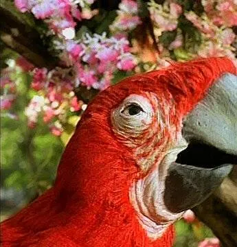 Фантагиро, или Пещера золотой розы 4 (1994) через торрент бесплатно Фантагиро, или Пещера золотой розы 4 (1994) фильм через торрент бесплатно