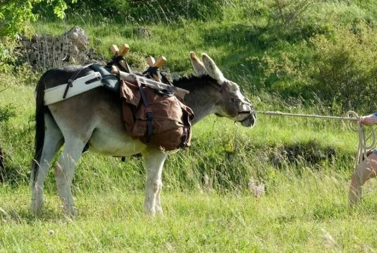 Ослик, любовник и я (2020) через торрент бесплатно Ослик, любовник и я (2020) фильм через торрент бесплатно