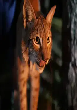 Заповедный спецназ (2019) через торрент бесплатно Заповедный спецназ (2019) сериал через торрент бесплатно