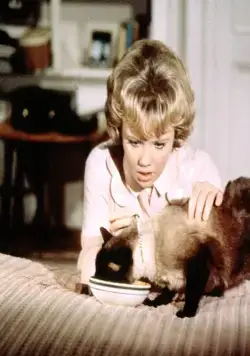 Эта дикая кошка (1965) в хорошем качестве через торрент Эта дикая кошка (1965) фильм в хорошем качестве через торрент