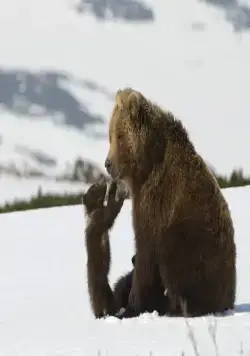 Медведи Камчатки. Начало жизни (2018) в хорошем качестве через торрент Медведи Камчатки. Начало жизни (2018) фильм в хорошем качестве через торрент