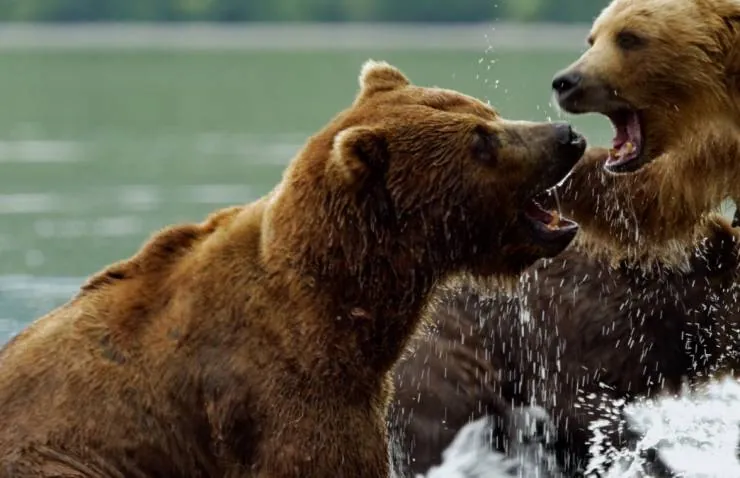 Медведи Камчатки. Начало жизни (2018) через торрент бесплатно Медведи Камчатки. Начало жизни (2018) фильм через торрент бесплатно