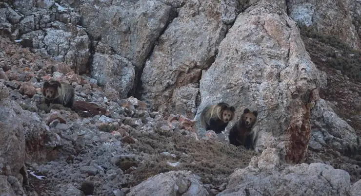 В поисках снежного барса (2021) через торрент скачать В поисках снежного барса (2021) фильм через торрент скачать