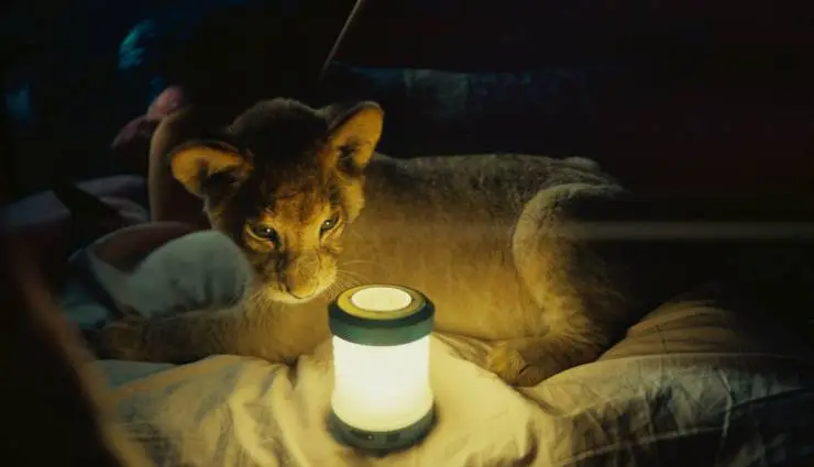 Король-львенок (2022) через торрент бесплатно Король-львенок (2022) фильм через торрент бесплатно