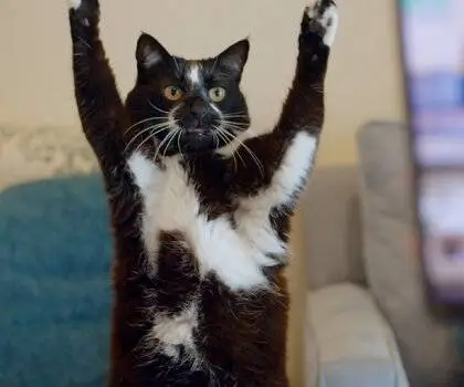 Котики (2022) через торрент скачать Котики (2022) фильм через торрент скачать