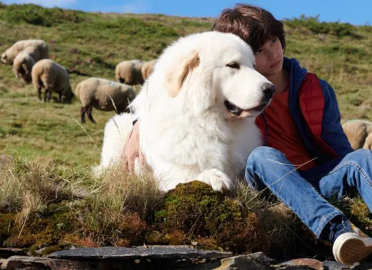 Белль и Себастьян: Новое поколение (2022) в хорошем качестве через торрент Белль и Себастьян: Новое поколение (2022) фильм в хорошем качестве через торрент