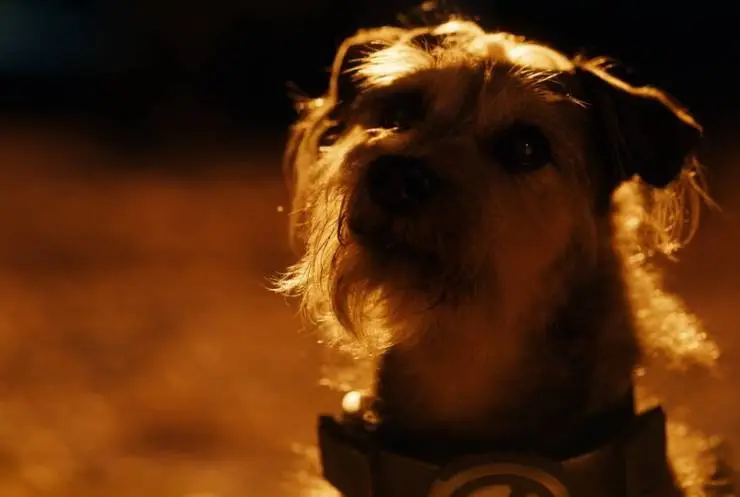 Хвостатые пришельцы (2023) через торрент скачать Хвостатые пришельцы (2023) фильм через торрент скачать