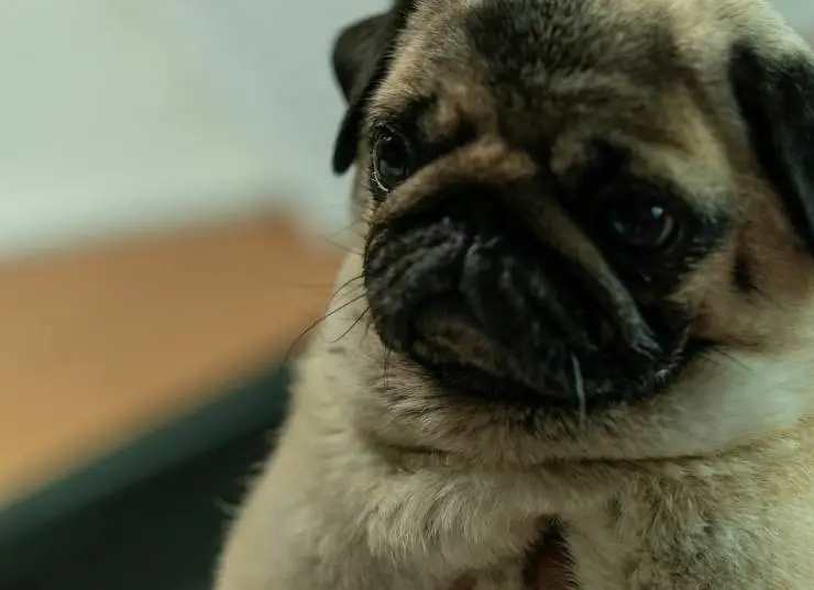 Мой пёс Руни (2023) через торрент бесплатно Мой пёс Руни (2023) фильм через торрент бесплатно