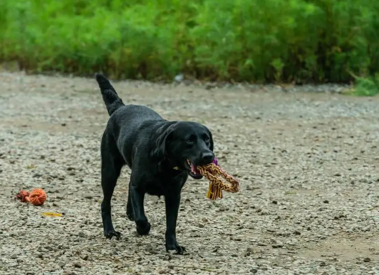 Мой пёс Руни (2023) в хорошем качестве через торрент Мой пёс Руни (2023) фильм в хорошем качестве через торрент