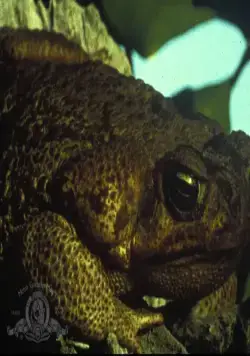 Лягушки (1972) в хорошем качестве через торрент Лягушки (1972) фильм в хорошем качестве через торрент