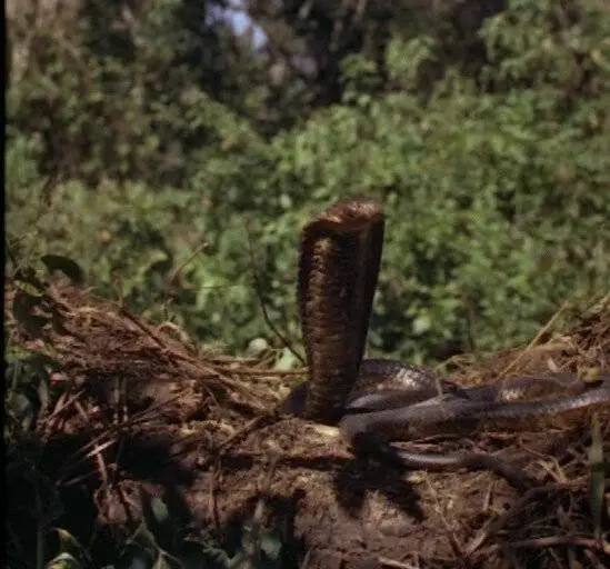 Копи царя Соломона (1950) через торрент скачать Копи царя Соломона (1950) фильм через торрент скачать