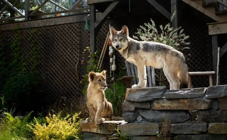 Волк и лев (2021) через торрент бесплатно Волк и лев (2021) фильм через торрент бесплатно