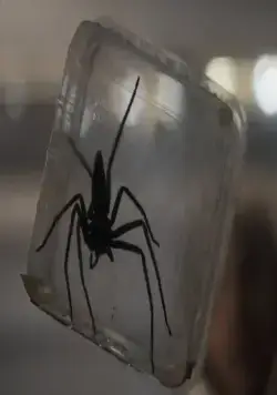 Паутина страха (2023) через торрент бесплатно Паутина страха (2023) фильм через торрент бесплатно