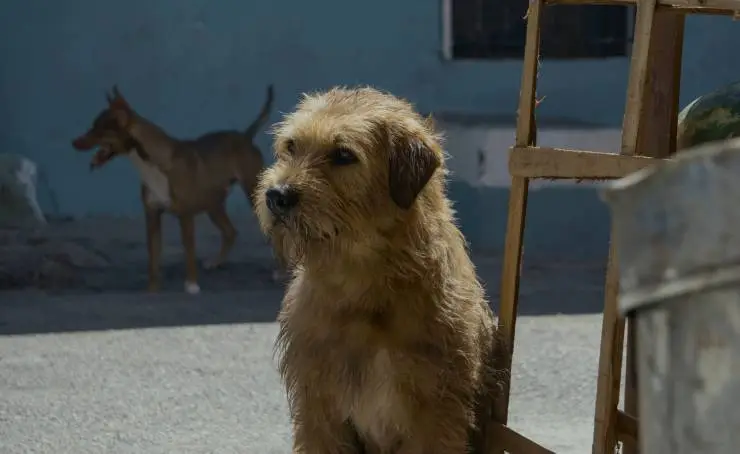 Артур, ты король (2024) через торрент бесплатно Артур, ты король (2024) фильм через торрент бесплатно