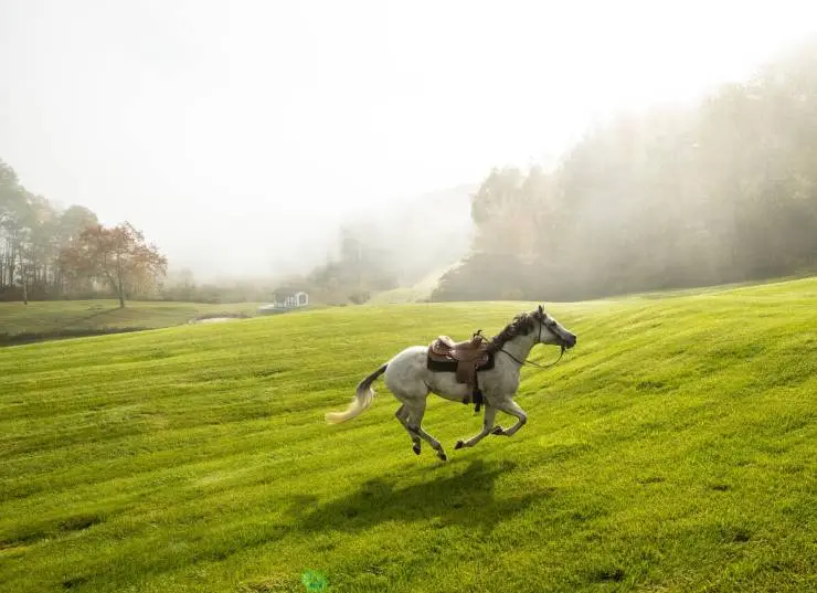 Галопом к мечте (2022) в хорошем качестве через торрент Галопом к мечте (2022) фильм в хорошем качестве через торрент