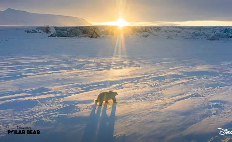 Белая медведица (2022) через торрент скачать Белая медведица (2022) фильм через торрент скачать