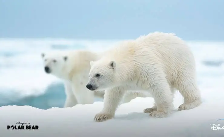 Белая медведица (2022) через торрент бесплатно Белая медведица (2022) фильм через торрент бесплатно
