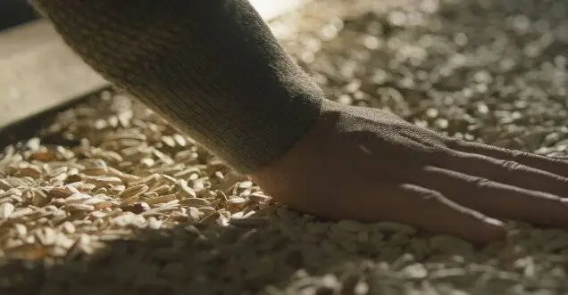 Подсолнух (2023) в хорошем качестве через торрент Подсолнух (2023) фильм в хорошем качестве через торрент