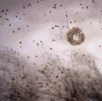 Зимние дни (2003) через торрент скачать Зимние дни (2003) мультфильм через торрент скачать