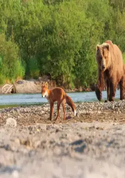 Огненный лис (2024) через торрент скачать Огненный лис (2024) фильм через торрент скачать