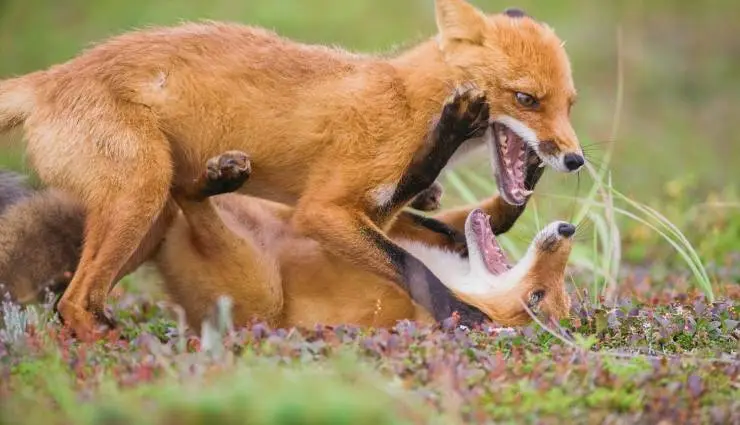 Огненный лис (2024) через торрент бесплатно Огненный лис (2024) фильм через торрент бесплатно