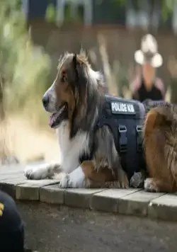 Руби, собака-спасатель (2022) через торрент скачать Руби, собака-спасатель (2022) фильм через торрент скачать