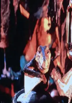 Приключения в городе динозавров (1991) через торрент бесплатно Приключения в городе динозавров (1991) фильм через торрент бесплатно