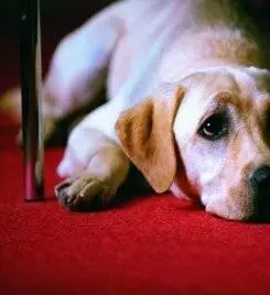 Куилл (2004) через торрент скачать Куилл (2004) фильм через торрент скачать