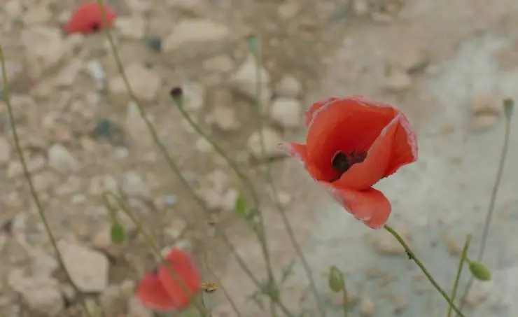 Солнце будет завтра (2021) через торрент скачать Солнце будет завтра (2021) фильм через торрент скачать