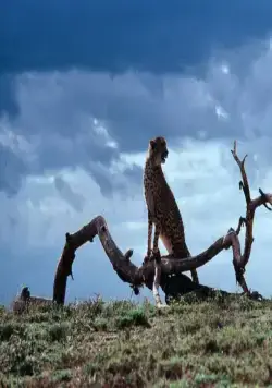 Гепард (1989) через торрент скачать Гепард (1989) фильм через торрент скачать