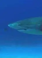 Чудеса океана 3D (2003) через торрент скачать Чудеса океана 3D (2003) фильм через торрент скачать