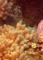 Чудеса океана 3D (2003) в хорошем качестве через торрент Чудеса океана 3D (2003) фильм в хорошем качестве через торрент