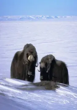 Возвращение овцебыка (2008) через торрент скачать Возвращение овцебыка (2008) фильм через торрент скачать