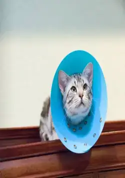 Кот по имени Гу-Гу (2008) через торрент скачать Кот по имени Гу-Гу (2008) фильм через торрент скачать