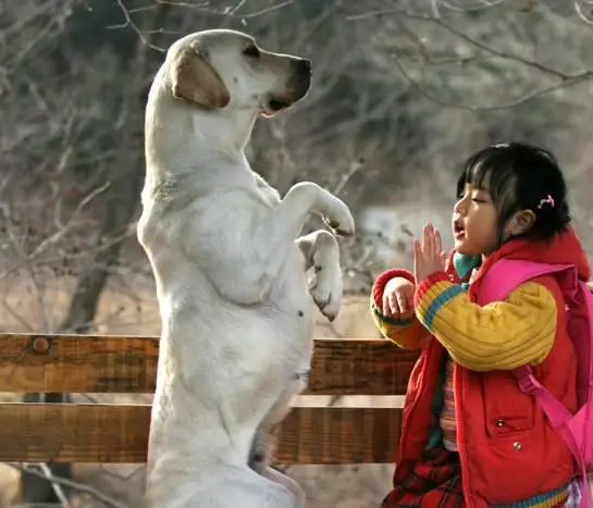 Искренние лапы (2006) через торрент бесплатно Искренние лапы (2006) фильм через торрент бесплатно