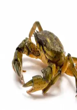 Живое оружие (2016) в хорошем качестве через торрент Живое оружие (2016) сериал в хорошем качестве через торрент