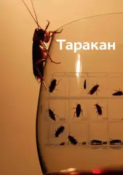 Таракан / Cockroach (2010) cериал скачать через торрент в хорошем качестве