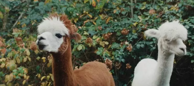 Джейн Остин испортила мне жизнь (2024) через торрент бесплатно Джейн Остин испортила мне жизнь (2024) фильм через торрент бесплатно