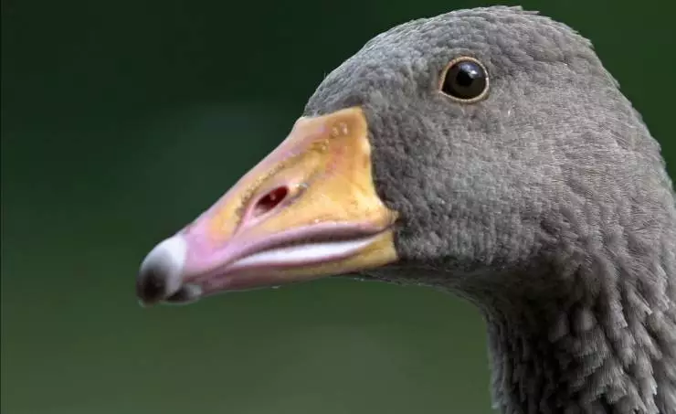 Загадки перелётных птиц (2014) через торрент бесплатно Загадки перелётных птиц (2014) фильм через торрент бесплатно